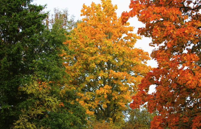 You got this when the leaves change color