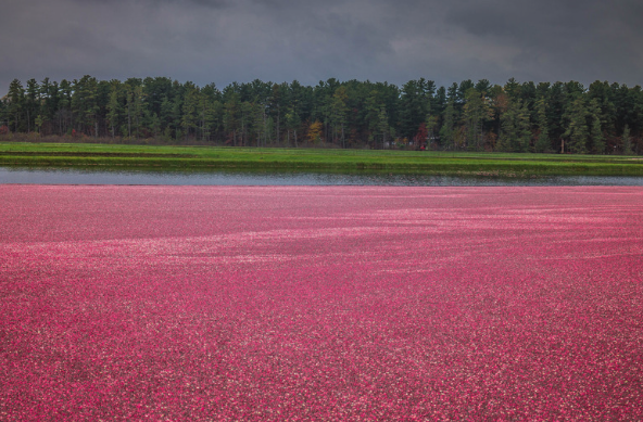 Fall Cranberry marsh adventure